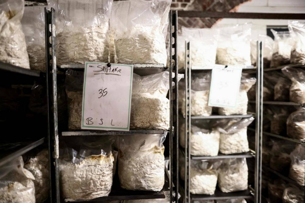 Shiitake mushrooms produced by the company Eclo which recycles beer and bread waste to grow organic mushrooms in Brussels. — AFP pic