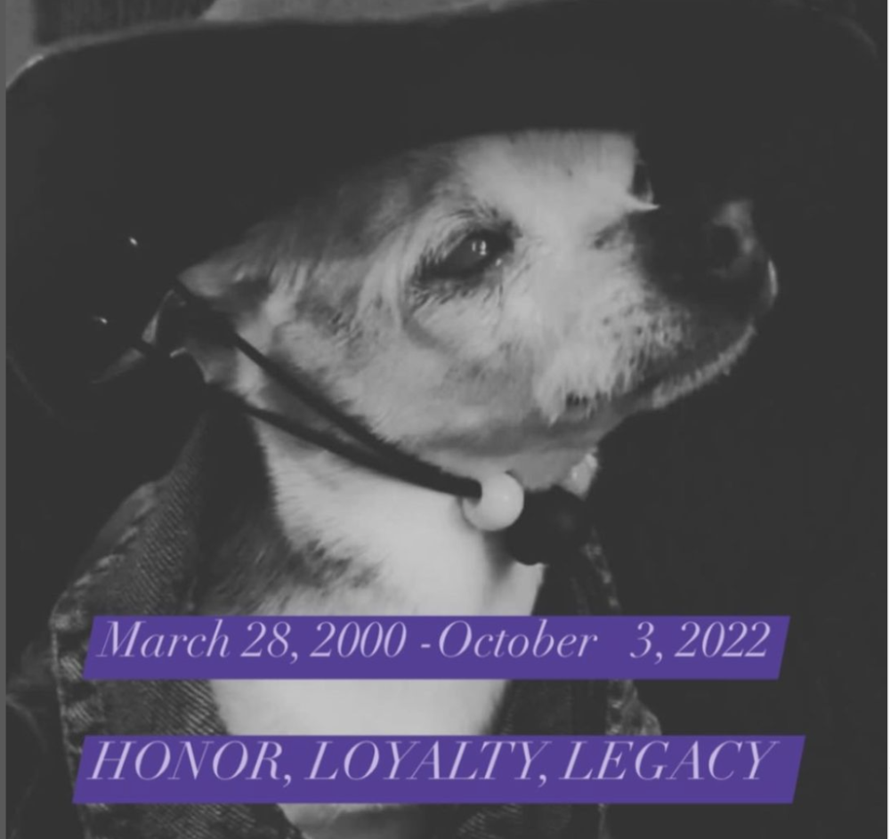 Pebbles, world’s oldest dog, dies at age 22 Malay Mail