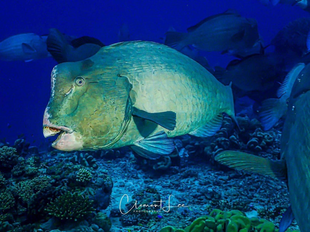 The Semporna Professional Divers Association said its members are unhappy with manager and custodian Sabah Parks for what it deemed to be arbitrary decisions last August. ― Picture by Clement Lee