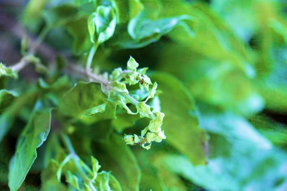 Holy basil or 'krapao' as the fragrant leaves are known in Thai.