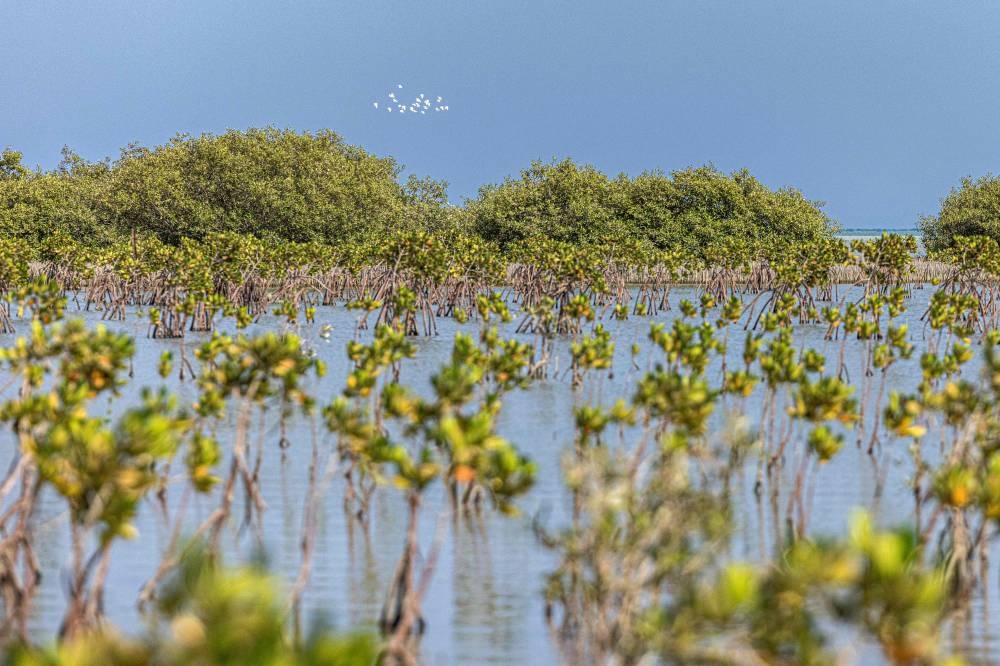 Egypt replants mangrove 'treasure' to fight climate change impacts - Vimarsana News
