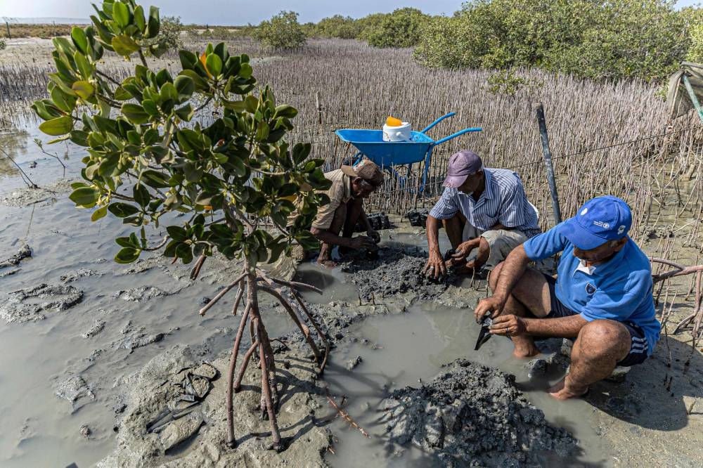 Workers replant mangrove trees at the site of a state-sponsored mangrove reforestation project in the Hamata area south of Marsa Alam along Egypt's southern Red Sea coast on September 16, 2022. — AFP pic