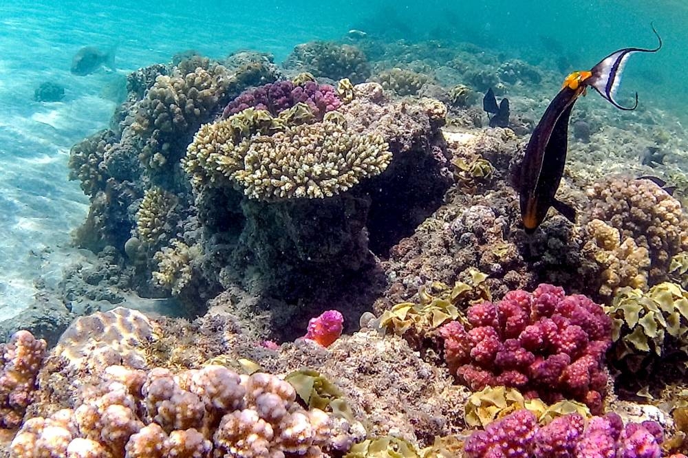 Orange-spine unicornfish (Naso lituratus), also known as barcheek unicornfish or naso tang, swim by a coral reef off the dive spot of Abu Dabbab along Egypt's southern Red Sea coast north of Marsa Alam on September 17, 2022. — AFP pic