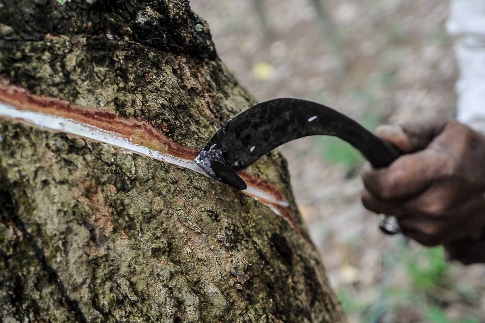 Year on year, NR production declined by 15.2 per cent compared to 42,942 tonnes in August last year. — Picture by Shafwan Zaidon