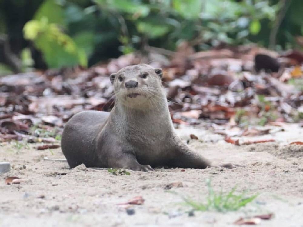 NParks and the Otter Working Group are looking at ways to allow otters and humans to co-exist peacefully. — Picture courtesy of NParks via TODAY