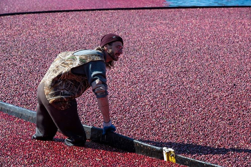 Cranberries thrive only in the right environment — but climate change threatens to make conditions more unpredictable and extreme. — AFP