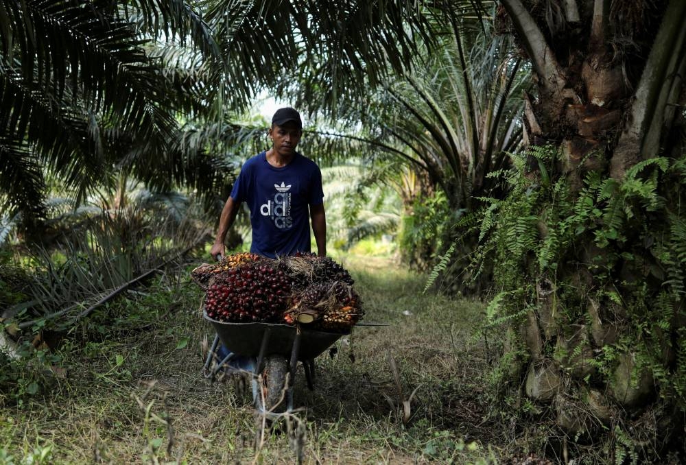 A worker pushes a cart as he collects bunches of palm oil fruit during the harvest at a plantation in Banting, Selangor, Malaysia, June 10, 2022. — Reuters pic 