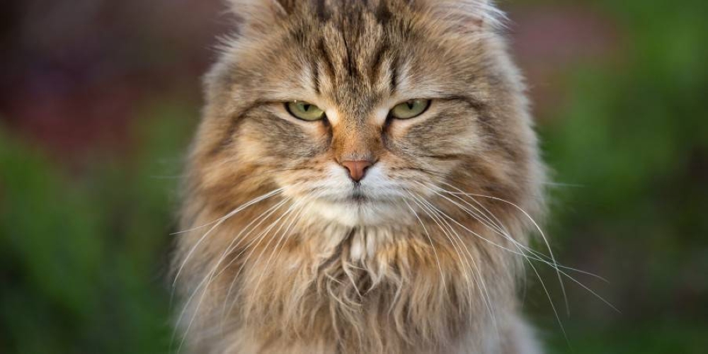 Cats are highly capable of living without humans, unlike dogs. — Picture courtesy of marieclaudelemay / Getty Images via ETX Studio