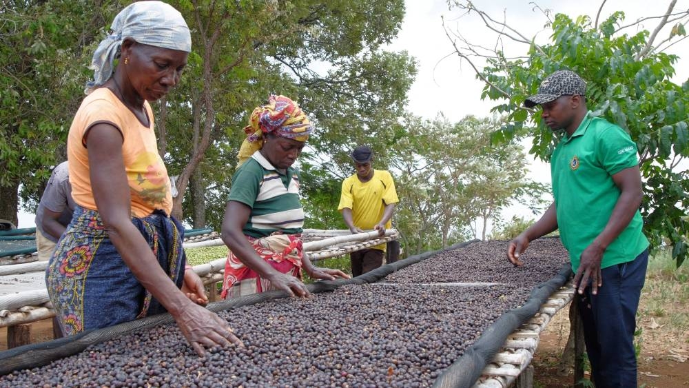 Coffee producers sift through dried beans at Mozambique's Mount Gorongosa, in Sofala Province of central Mozambique, October 21, 2022. — Reuters pic