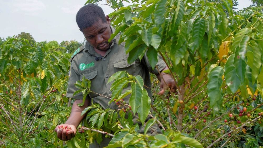 Gorongosa Park warden Pedro Muagura picks drought-resistant coffee beans from trees at Mozambique's Mount Gorongosa, in Sofala Province of central Mozambique, October 21, 2022. — Reuters pic