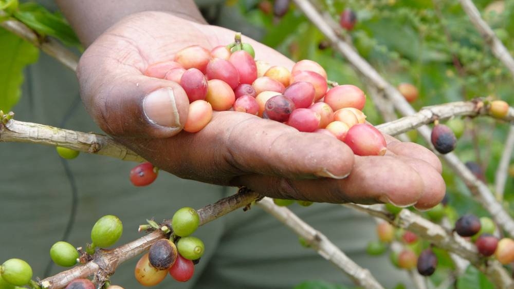 Gorongosa Park warden Pedro Muagura shows drought-resistant coffee beans at Mozambique's Mount Gorongosa, in Sofala Province of central Mozambique, October 21, 2022.  — Reuters pic