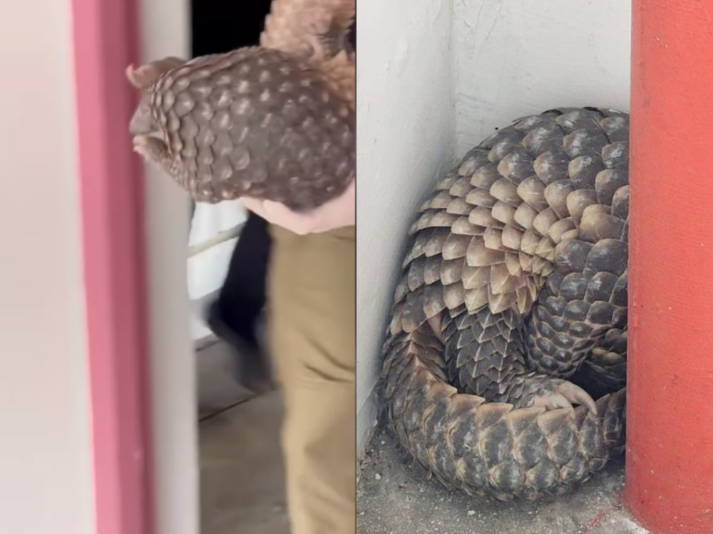 The young Sunda pangolin was said to have ventured out of its habitat via Singapore's drainage network before ending up in the car park. — Picture and screenshot via Facebook/ Dr Lim Wee Kiak