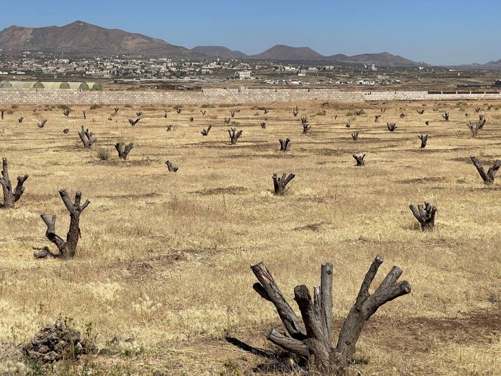 File photo of stumps of fruit trees pictured in a farmland hit by drought on the outskirts of Sanaa, Yemen, November 2, 2022. ― Reuters pic