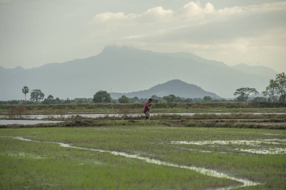 A paddy farmer in Pendang toils in the field against the backdrop of Gunung Jerai.