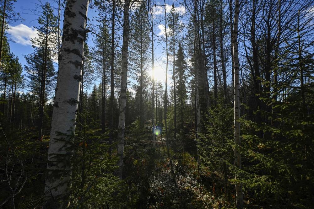 This general view shows a dense forest, above The Arctic Circle, in Finnish Lapland near Kumpu on October 7, 2022, where during the last 20 years Scandinavian Arctic forests have been the target of  an increasing amount of wood bugs, due to longer summers. — AFP pic