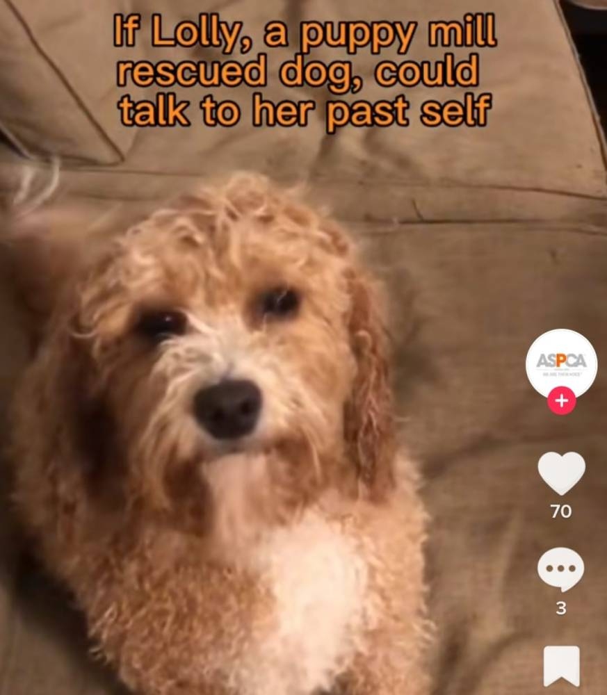 Herself a rescue from a puppy mill, Lolly the miniature goldendoodle now helps other dogs rescued from other puppy mills. -- Screen capture from TikTok/ aspca