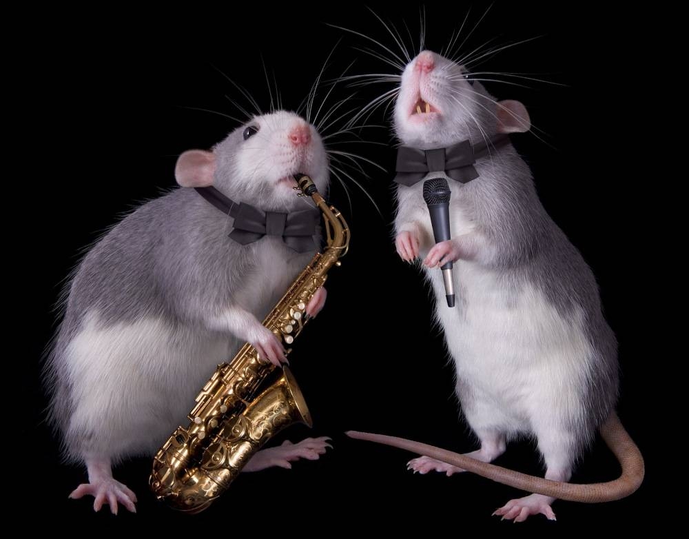 The effect of music on rats may have been overlooked until now because previous research was mainly carried out using video footage, not movement sensors, making the animals' tiny movements more difficult to detect, a researcher said. — CathyKeifer/Getty Images/ETX Studio pic