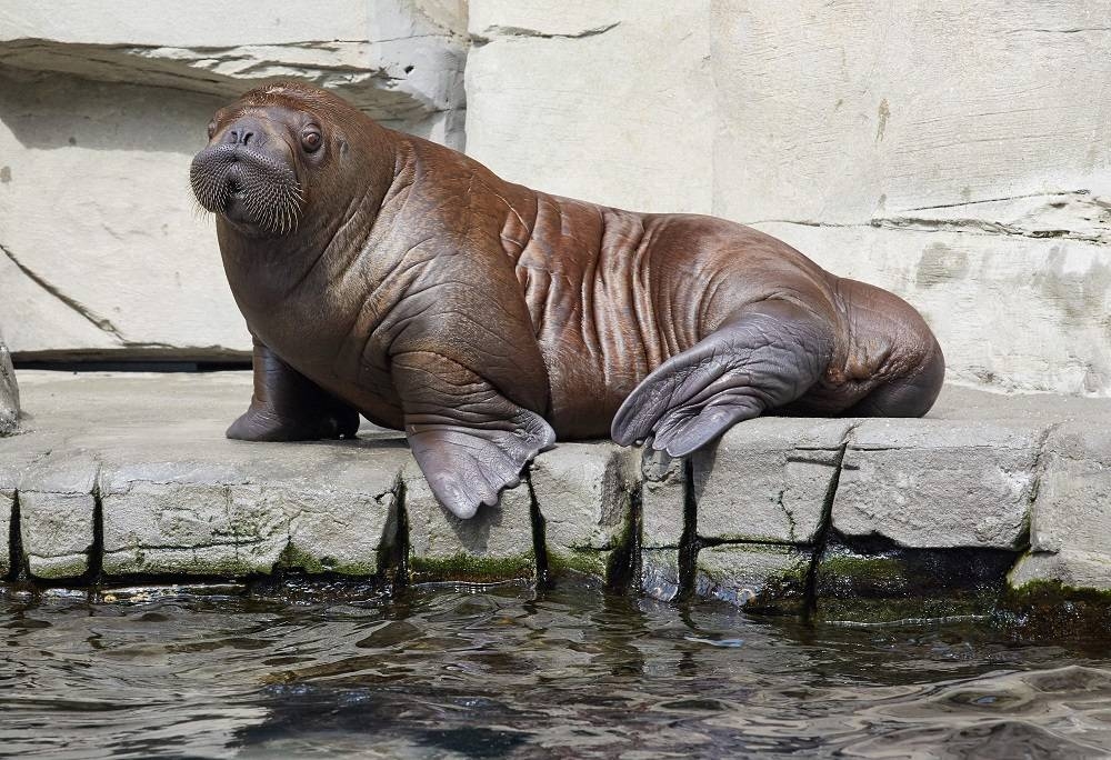 Walrus spotted in Normandy port, miles from polar circle habitat
