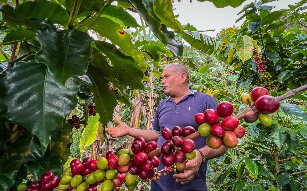 Coffee farmer Jesus Chaviano gestures during an interview with AFP at his coffee plantation in Jibacoa, Villa Clara province, Cuba. — AFP pic 