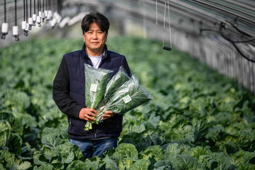 In this picture taken on October 19, 2022, farmer Hwang Han-soo poses with packages of freshly harvested kale at his farm in Icheon, Gyeonggi province, that has been growing organic vegetables for 30 years and works with next-day grocery delivery service Market Kurly. — AFP pic