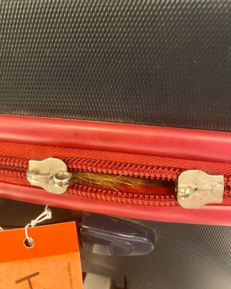 A cat who sneaked into a luggage bag was rescued after it was detected by an airport X-ray machine. — Picture via Instagram/ tsa