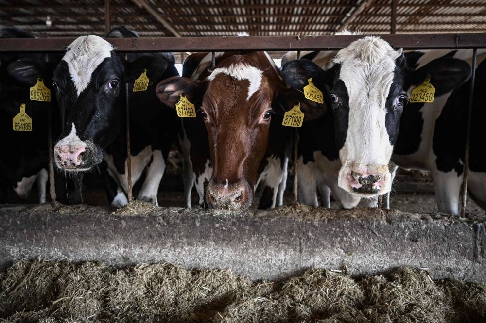 A fugitive herd of cows is wreaking havoc in Canada’s Quebec province, evading even rodeo cowboys and sparking hilarity with their bolt for freedom. — AFP pic