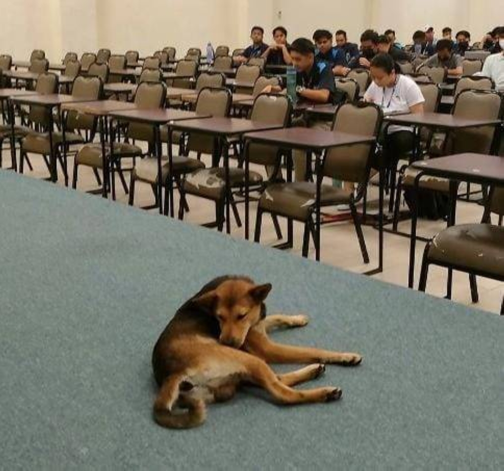 Strays are a normal feature at the Universiti Malaysia Sabah with this well mannered one joining one of the lectures of Prof Berhaman Ahmad. -- Picture via Facebook/ Bahaman Ahmad