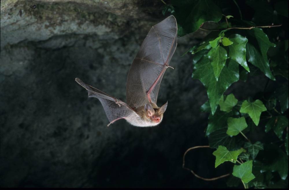 Bats are much more chattier than previously thought — and even have a vocal range similar to that of heavy metal singers. — Michel Viard/Getty Images/ETX Studio pic