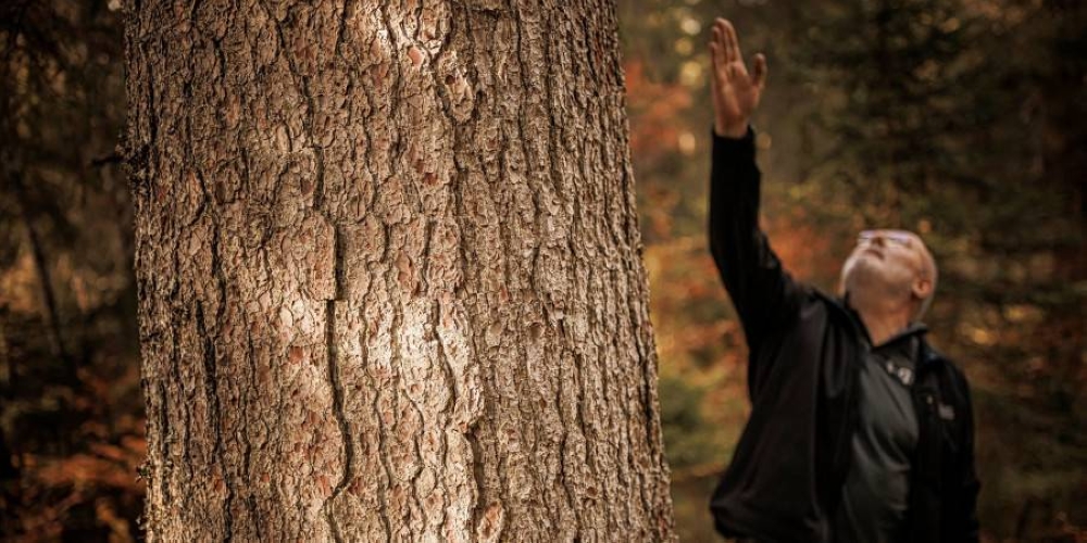 Climate's toll on trees threatens the sound of music - Vimarsana News