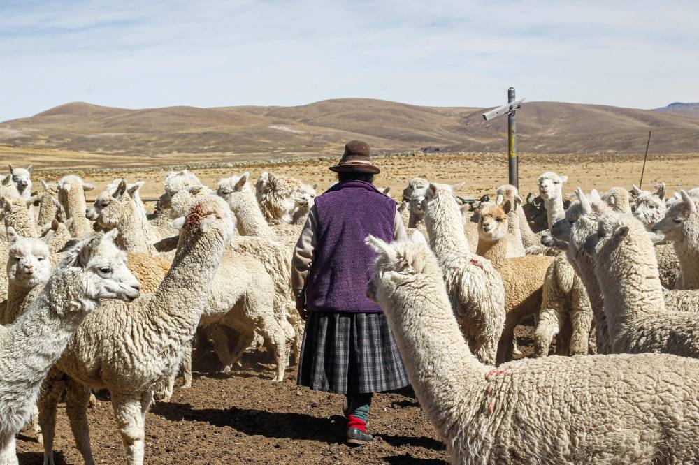 An Andean woman walks next to Alpacas in the Quechua community of Lagunillas in Puno, southern Peru, on December 2, 2022. — AFP pic