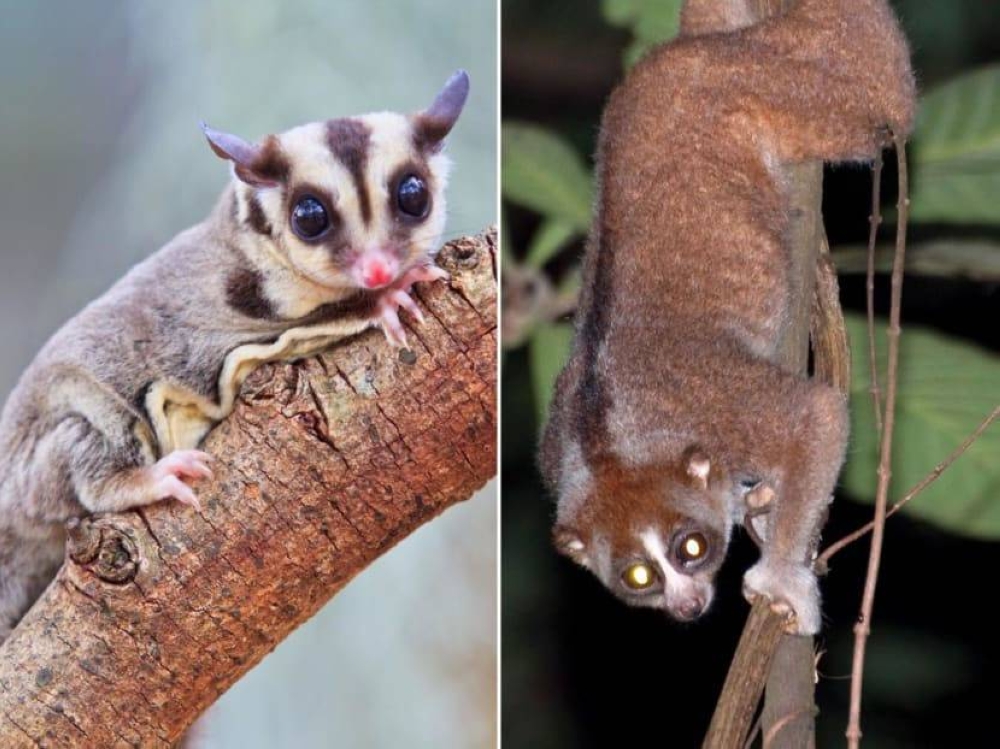 A sugar glider (left) and a Sunda slow loris (right). — iStock, Marcus Chua pic via TODAY 