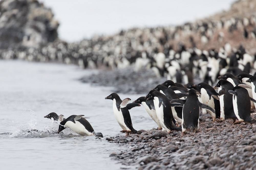 Do Adelie penguins recognise themselves in the mirror? The question is