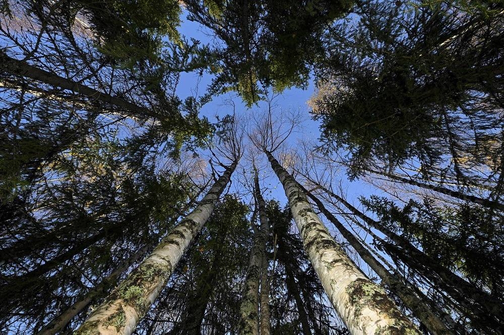 With chunks of their bark peeling off and needles falling from dying branches, more and more trees are being killed by the spruce bark beetle, which is venturing further and further north with climate change. — AFP pic
