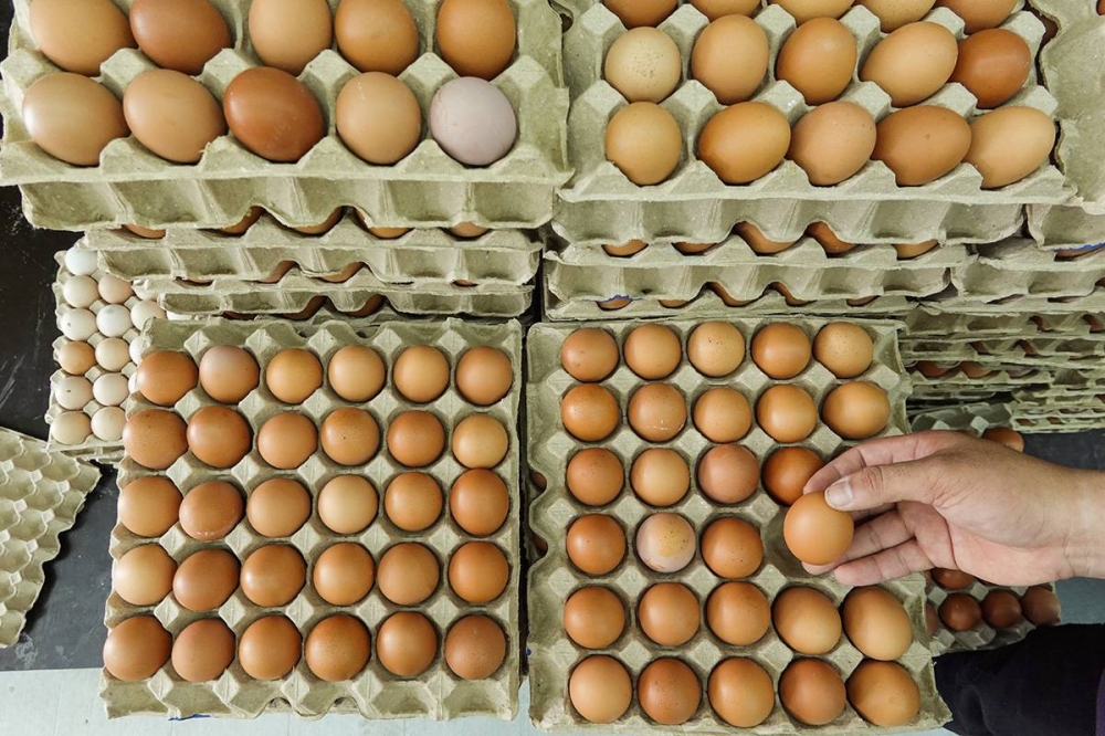 A worker sorts egg trays at QCPlus egg wholesaler in Shah Alam, December 7, 2022. — Picture by Miera Zulyana