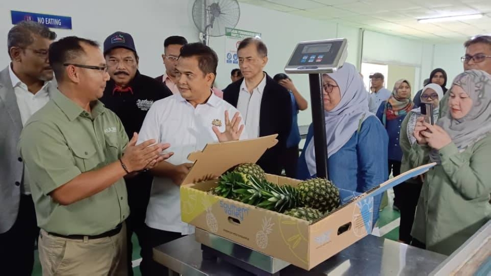 State Agriculture, Agro-Based Industry and Rural Development Committee chairman Datuk Zahari Sarip (centre) examines the first batch of MD2 pineapples that will be exported to Germany under Kulim (Malaysia) Berhad. — Picture courtesy of the Johor Agriculture, Agro-Based Industry and Rural Development Committee