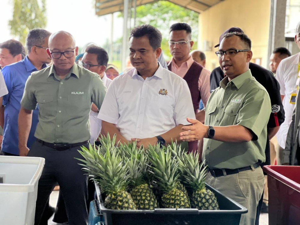 Johor to embark on large-scale black pepper cultivation, says state rep - Vimarsana News
