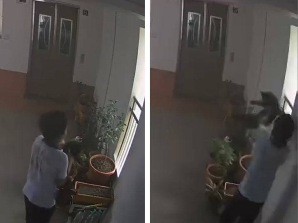 Screenshots from a video on Facebook, in which a boy allegedly threw a cat off a housing block.