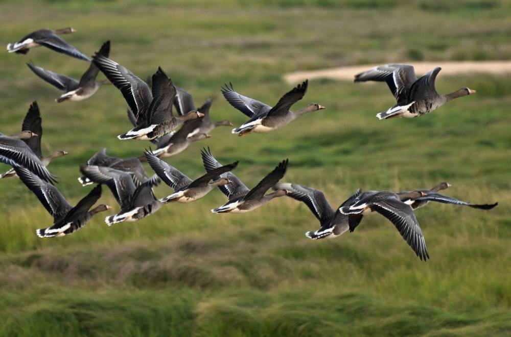 Dam plans threaten China's migratory bird haven - Vimarsana News