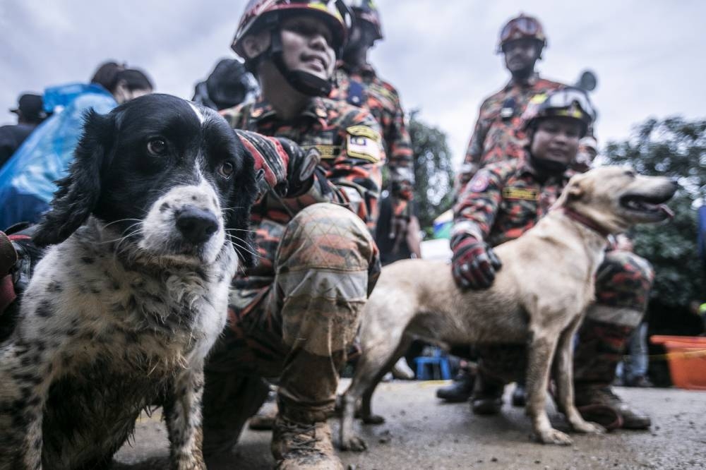 K-9 unit dogs from the Malaysian Fire and Rescue Department are pictured at the site of the landslide at the Father's Organic Farm campsite, Batang Kali, December 18, 2022.  — Picture by Hari Anggara