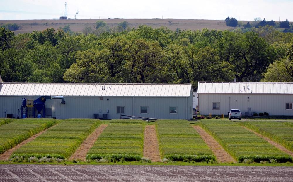 Hybrid wheat hitting US fields as war, climate threaten global food supplies - Vimarsana News