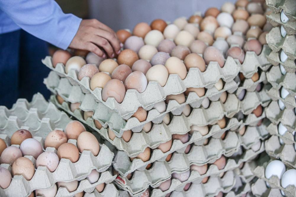 To ensure their prices remain affordable, the government is looking into the need to list imported eggs as controlled items, among other measures. — Picture by Farhan Najib
