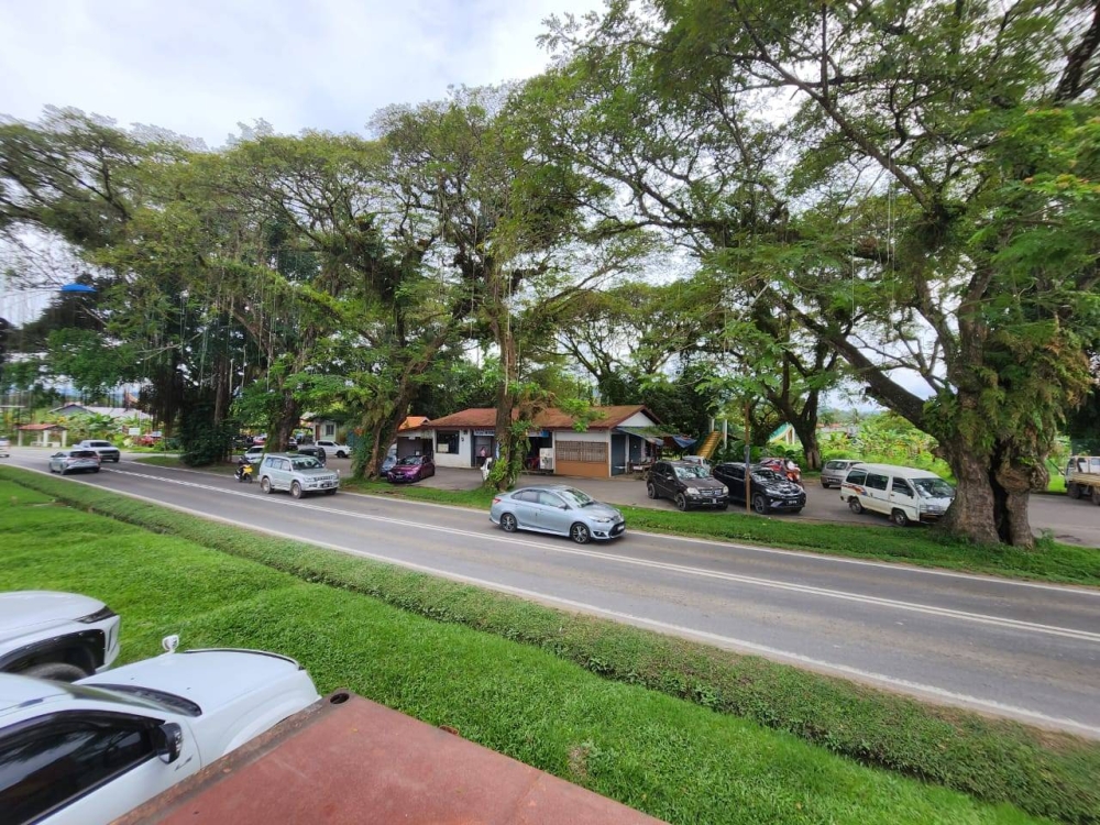 Penampang residents urge the government to scrap any plans of cutting down five 100-year-old trees in the Kasigui vicinity. — Picture from Ronnie Ting