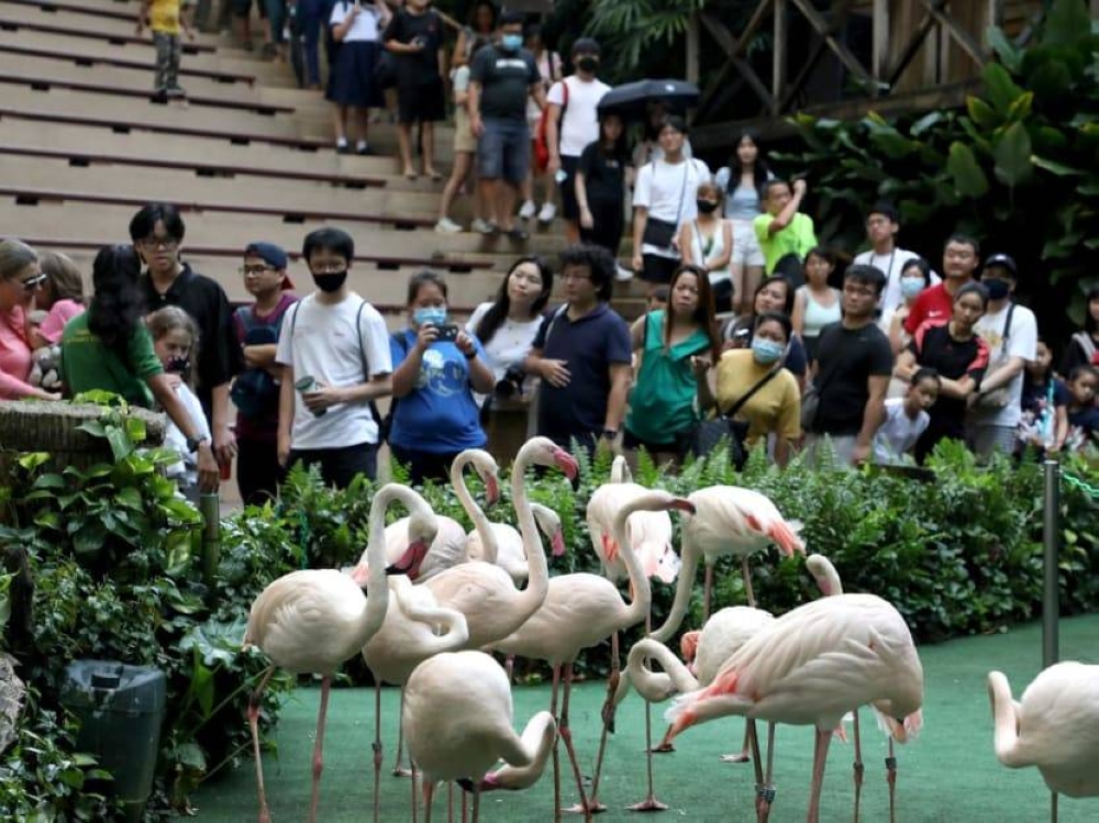 Visitors to the Jurong Bird Park queueing to take photos with flamingoes on Jan 3, 2023. — TODAY pic