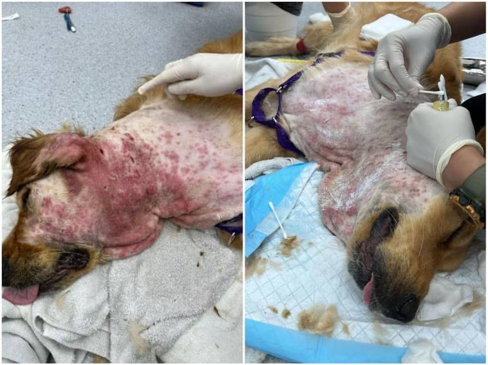 Photos on social media showing a one-year-old golden retriever having a bad skin problem around its neck. — Picture via Facebook/Chained Dog Awareness in Singapore