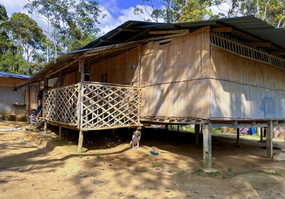 Wild elephant encroaches on three Gua Musang Orang Asli settlements, sparking fear - Vimarsana News