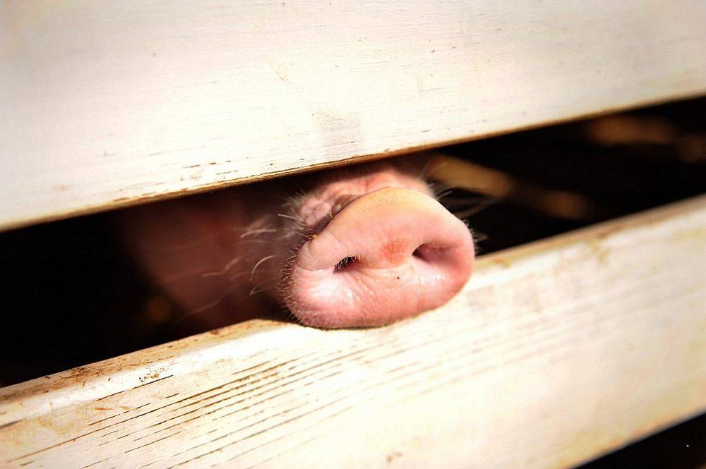 Chow said a total 929 pigs have been culled and their carcasses buried on-site so far. — AFP pic