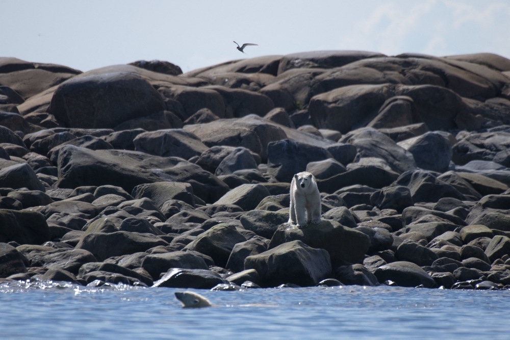 Polar bear attacks are extremely rare, with local media reporting one of the most recent fatal encounters between a human and polar bear in Alaska was in 1990. — AFP pic