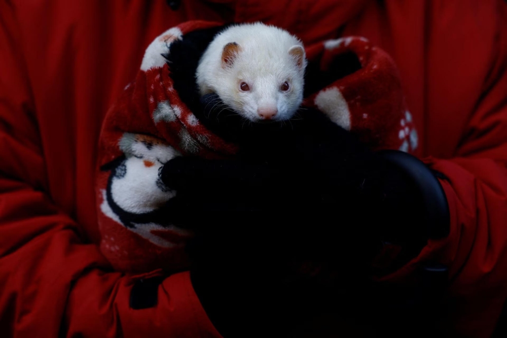 Elvis the guinea pig looks on after being blessed at a church in Madrid. — Reuters pic