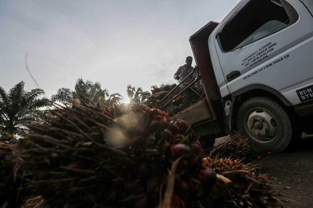 Plantation workers are seen loading palm oil fruit bunches onto a truck in Kampung Gajah July 2, 2022. — Picture by Farhan Najib