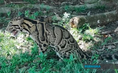 Perak Perhilitan confirms receiving report of clouded leopard sighting